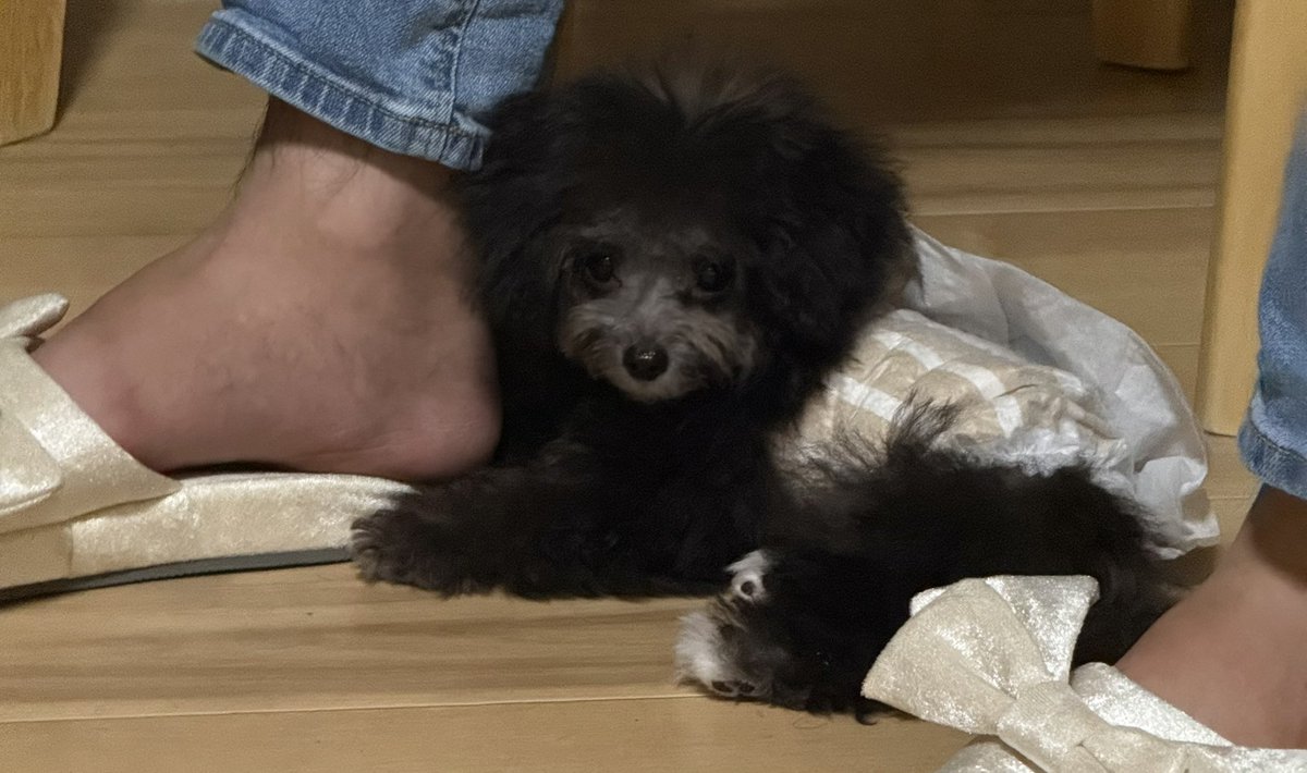 0731Message's tweet photo. 2024.10.23
我が家に新しい家族が出来ました❤️
めっちゃ彼氏に懐いてるし、先住犬とも
喧嘩しなかったからメッチャ嬉���い🍀
元気で、育ってね✨

#新しい家族
#ティーカッププードル https://t.co/oTn9R6bCCw