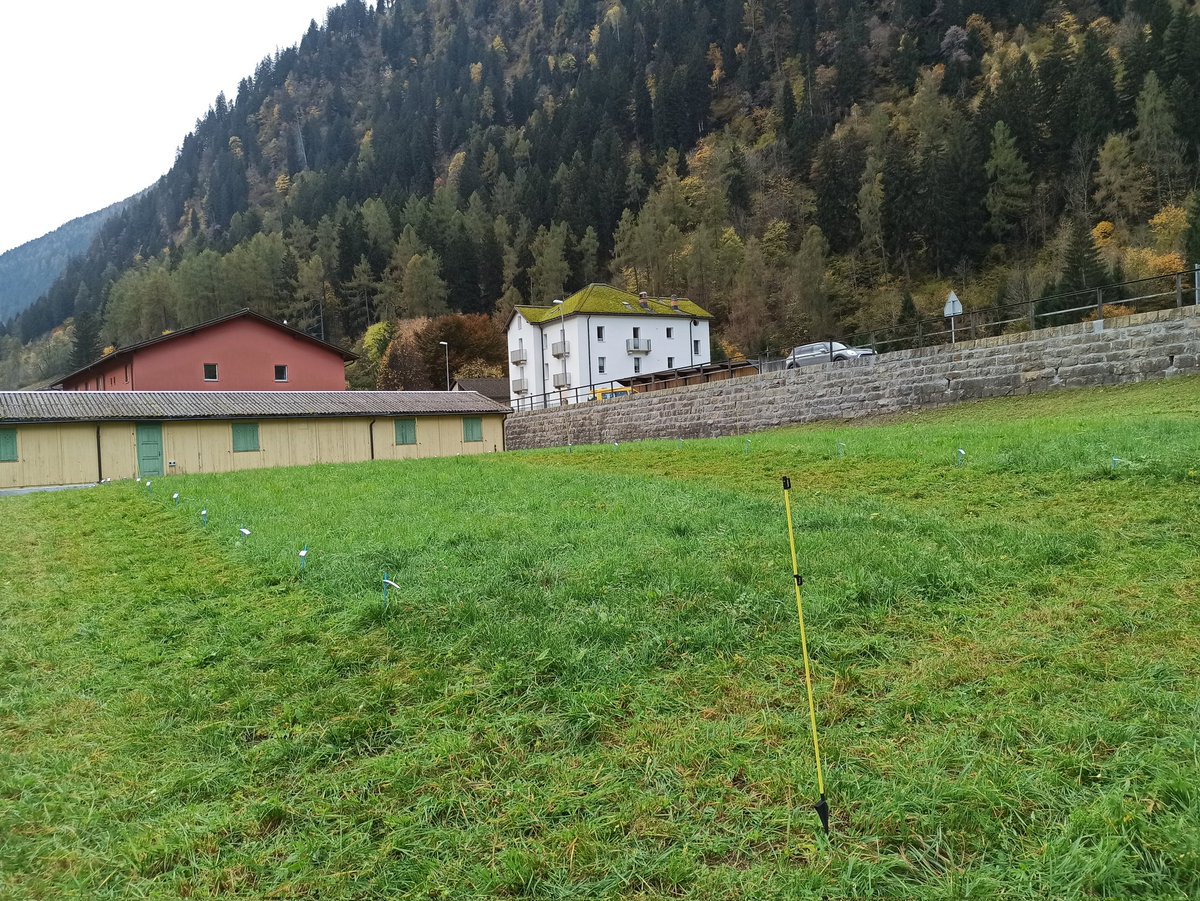 Field season comes to an end this year with a final harvest at our experimental site in the canton of Ticino 🌱🥳
<a href="/PierreMariotte/">Dr Pierre Mariotte</a> <a href="/agroscope/">Agroscope</a> #DryMountProject