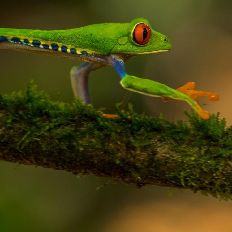 #COP16Colombia 

🤔 How can Public Development Banks quantify the biodiversity impacts of their fundings ?

This study, a part of our ECOPORNAT research program, provides a comparative analysis of biodiversity 🐸 measurement tools.

Read it here ➡️bit.ly/4eXMx6i