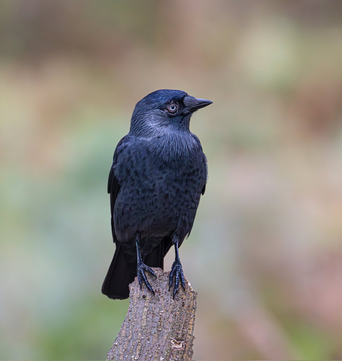 sean mulqueen (@carper18) on Twitter photo 