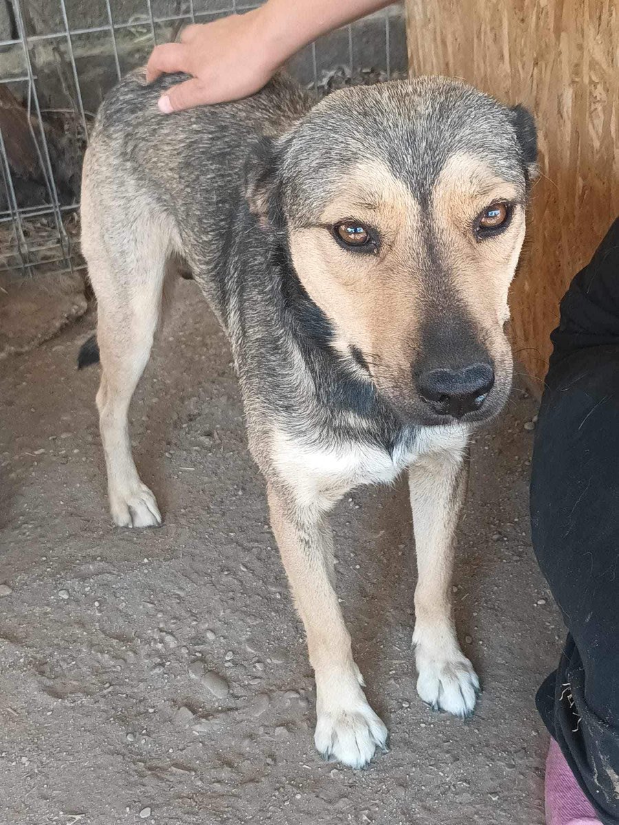 Pawprints2F's tweet photo. I'm Penny and I would really like a home. I hate kennel life and I'm not coping well. I have been trying to escape at every opportunity. I feel so sad.
I am normally happy and bouncy...
I get on well with dogs and can be cat tested.

Please apply for me:
https://t.co/uLrEQRRZ9D https://t.co/EerYByaDSj