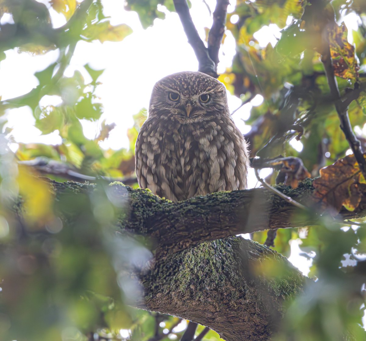 sean mulqueen (@carper18) on Twitter photo 