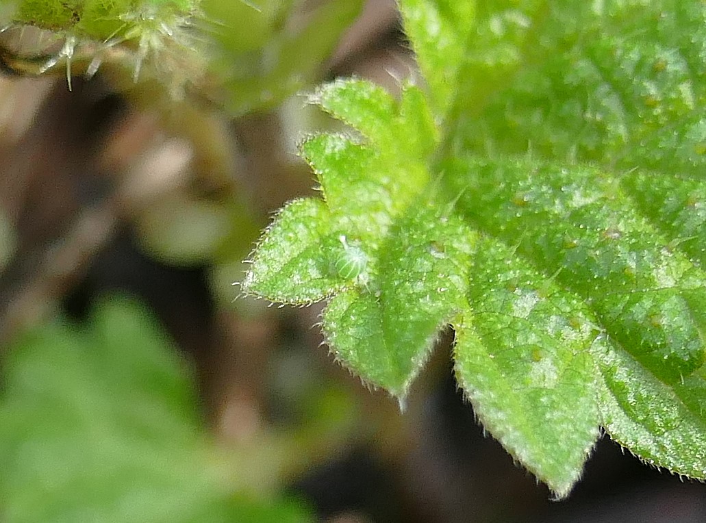 Got to admire the optimism of Red Admirals, still egg-laying in late October on the Arne in S Dorset. But as I reported last year, some of these do seem to survive and become full grown larvae in early Spring. #climatechange <a href="/BC_Dorset/">BC Dorset 🦋</a>
