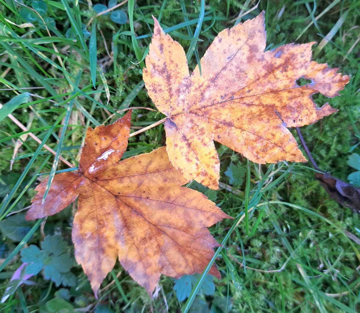 Splendid autumn colours from Wild Service Trees (Sorbus torminalis) @WoodlandTrust #TwitterNaturePhotography #TwitterNatureCommunity