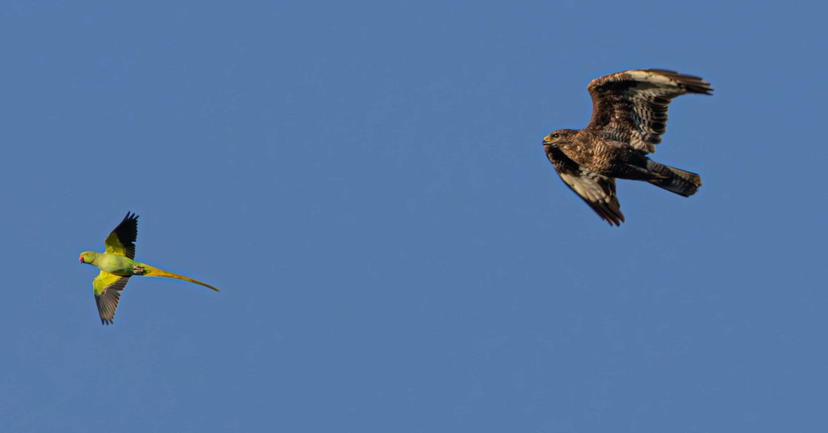 sean mulqueen (@carper18) on Twitter photo 