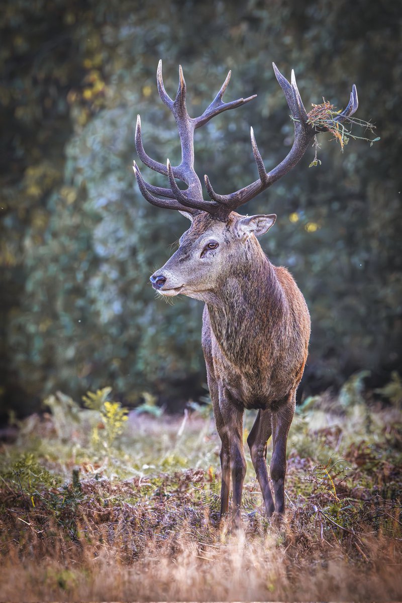 sean mulqueen (@carper18) on Twitter photo 