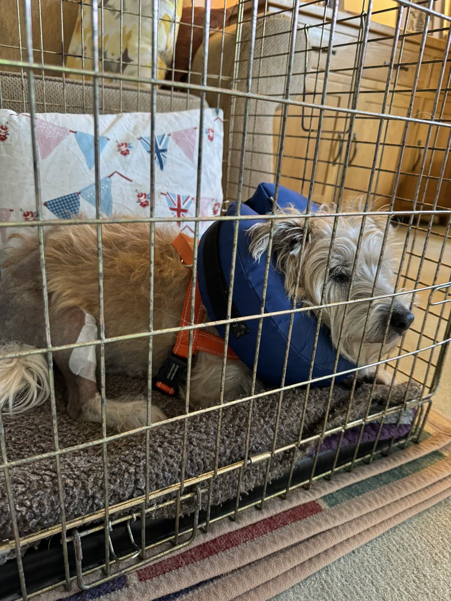 😔#OJ pals I’m home after my operation to remove the plate and screws in ma leg ..parently when vet opened me up he could see I’ve had some screws loose (!?!) so he’s taken all the metal out and sez my bones should now heal ok ..I’m very sleepy so keep the noise down please !