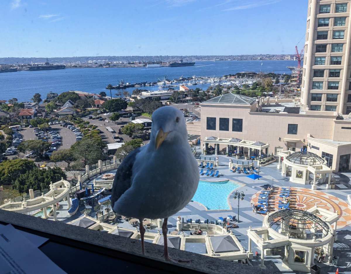 Natela Shanidze tweet media