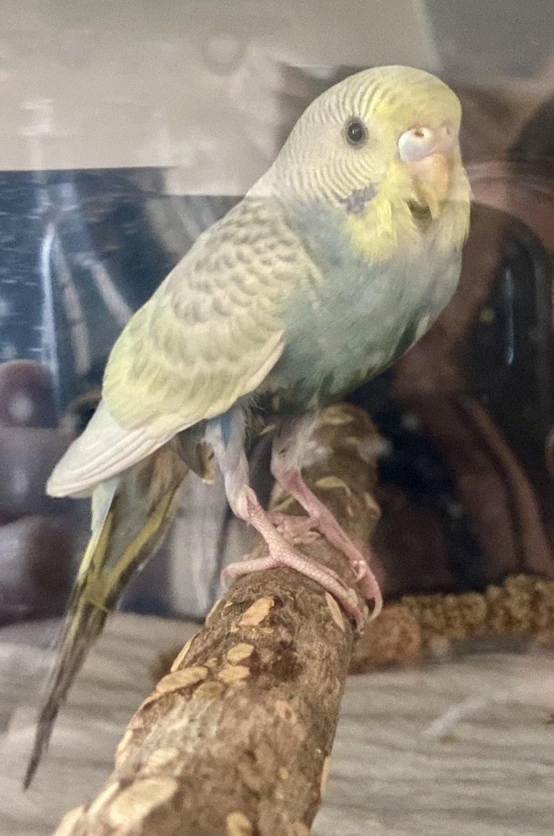 cybirb_'s tweet photo. New beeper. His name is echo. He is a wee little baby man https://t.co/aU61GdjHQH