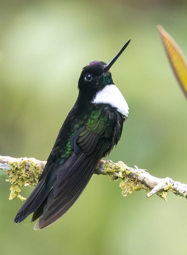 Journey Latin America tweet media