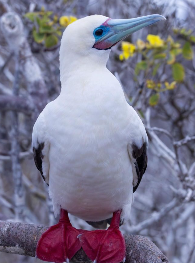 Journey Latin America tweet media