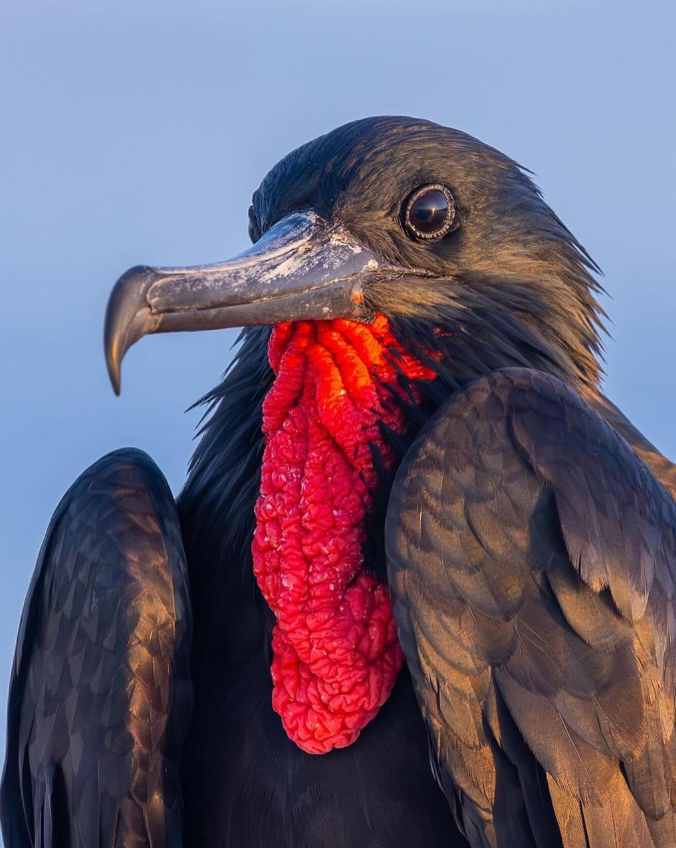 Journey Latin America tweet media