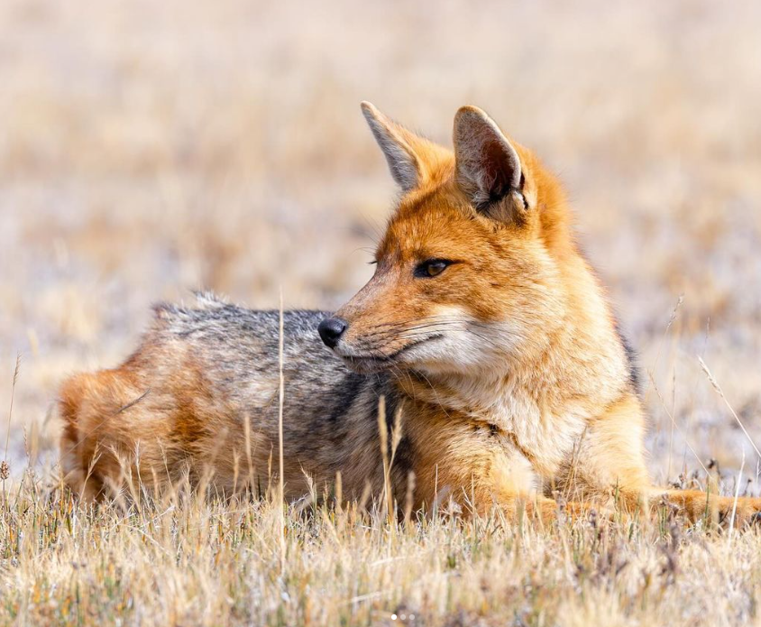 Journey Latin America tweet media