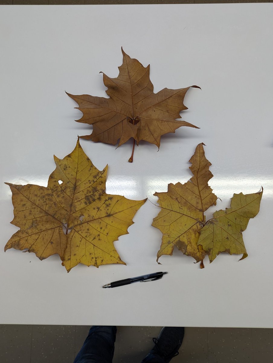 Kyle Kitchen (@thekylekitchen) on Twitter photo Blending <a href="/takemeoutside/">Take Me Outside</a> with our math lessons today. Recording size and weights of some amazing leaves and learning about decimal place values! #TakeMeOutsideDay <a href="/GRDGreyhounds/">Garrison Road School</a> #literallySTEM Blending <a href="/takemeoutside/">Take Me Outside</a> with our math lessons today. Recording size and weights of some amazing leaves and learning about decimal place values! #TakeMeOutsideDay <a href="/GRDGreyhounds/">Garrison Road School</a> #literallySTEM