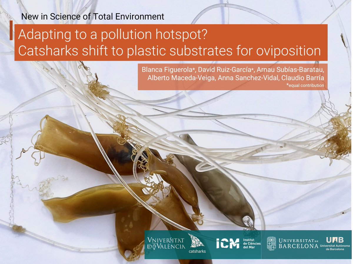🚨New Open Access Article🚨

#Thread 1/5⬇️

Analyses on #spawning substrate preference for the small-spotted catshark in the western #Mediterranean find that #ghostGear is primarly used for oviposition when habitat-forming invertebrates are less available

doi.org/10.1016/j.scit…