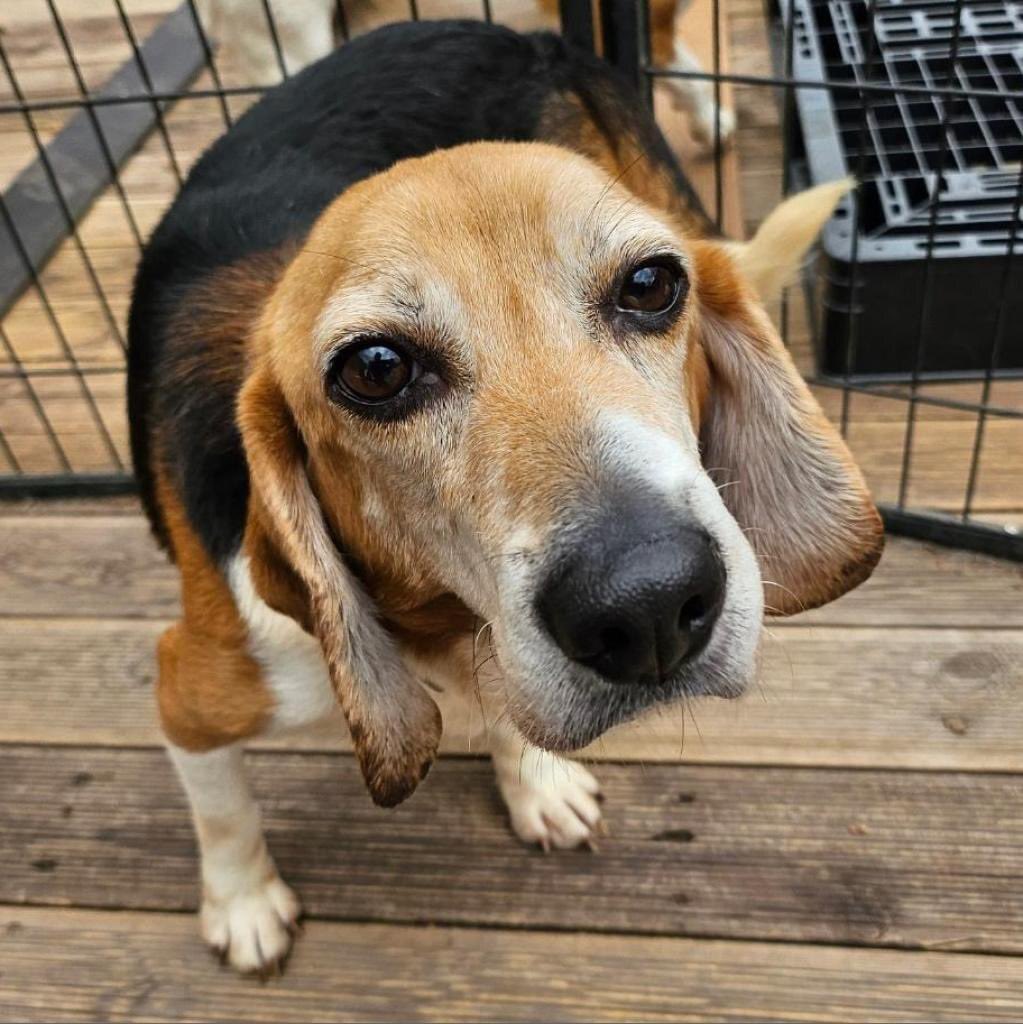 beaglefreedom's tweet photo. 4 new laboratory testing survivor beagles have just been LIBERATED! They are in rough shape with horrible teeth and parasites. Please help us care for them if you can ❤️

https://t.co/GXwfuANxHm 
Venmo: @beaglefreedom 
PayPal: https://t.co/S30KrPp7id 

#beaglefreedomproject https://t.co/8FqJKo1mOo