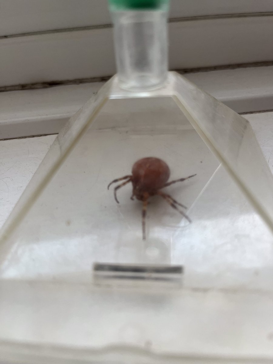 Anyone know what type of spider this is? #entomologists @georgecmcgavin