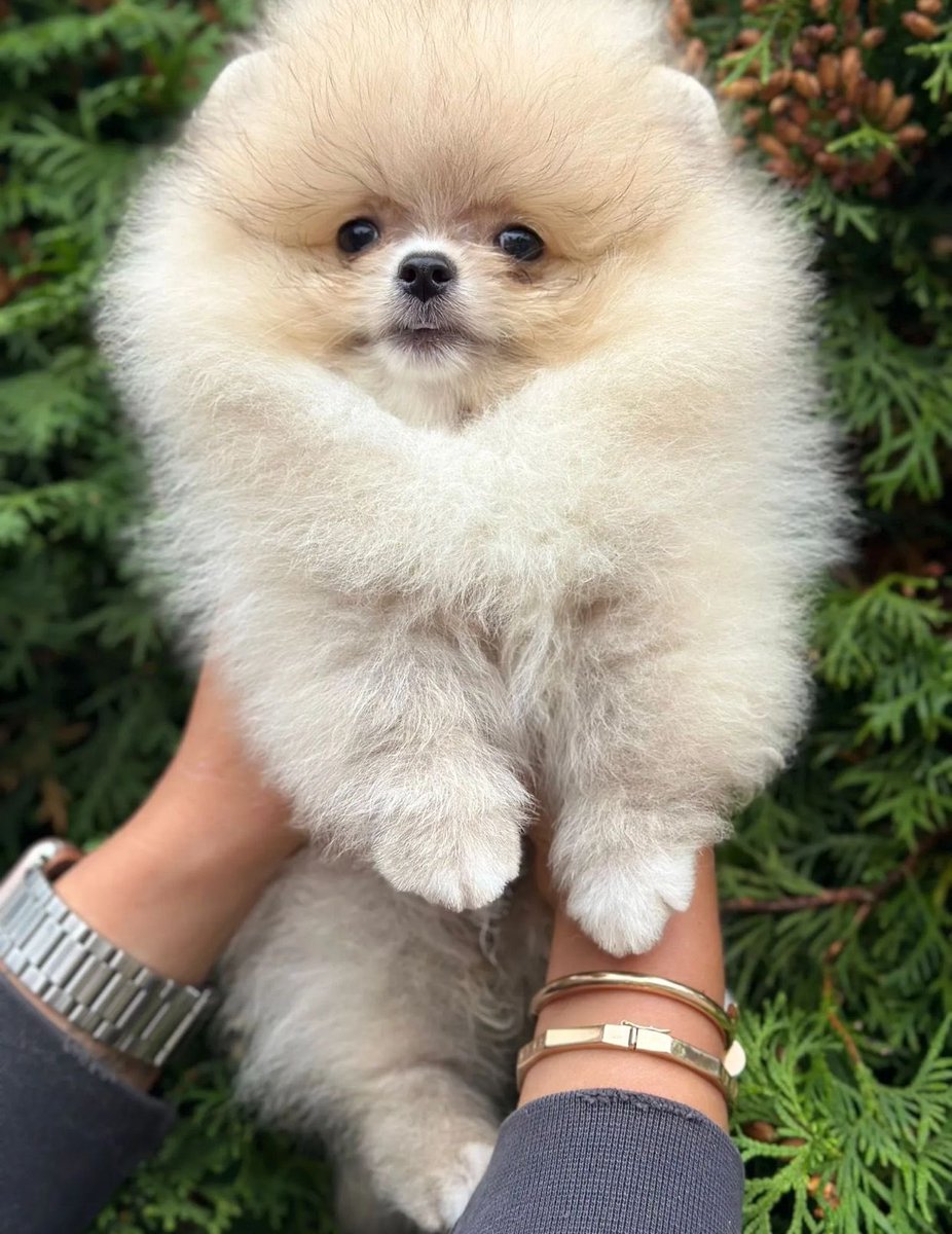 pomqueens's tweet photo. 🔵Dit is Houston. Een nieuwgierig, aanhankelijk en aanhankelijk mannetje.
-
-
-
#pomeranian #pomeriaan #pom #puppy #beertje #teddy #pup #puppylove #cutedogs #picoftheday #walk #fun #pomqueens #fyp #photoshoot #love #puppy #puppies #pomeranians #pomeranianpuppy #pomeranianworld https://t.co/B1BpzIlNmx