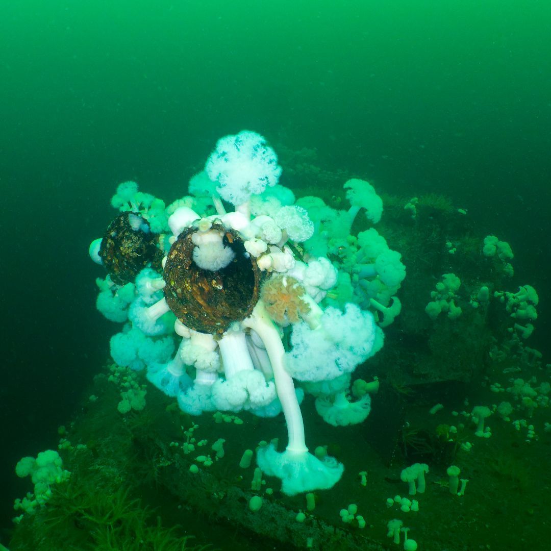 john_kinsale's tweet photo. The gun turrets on the wreck of the Saskatchewan in Nanaimo are now vibrant underwater ecosystems, teeming with marine life like Metridia. These structures have transformed into beautiful habitats, showcasing nature's resilience. #MarineLife #UnderwaterExploration @divenanaimo #coolwatersemeraldseas
