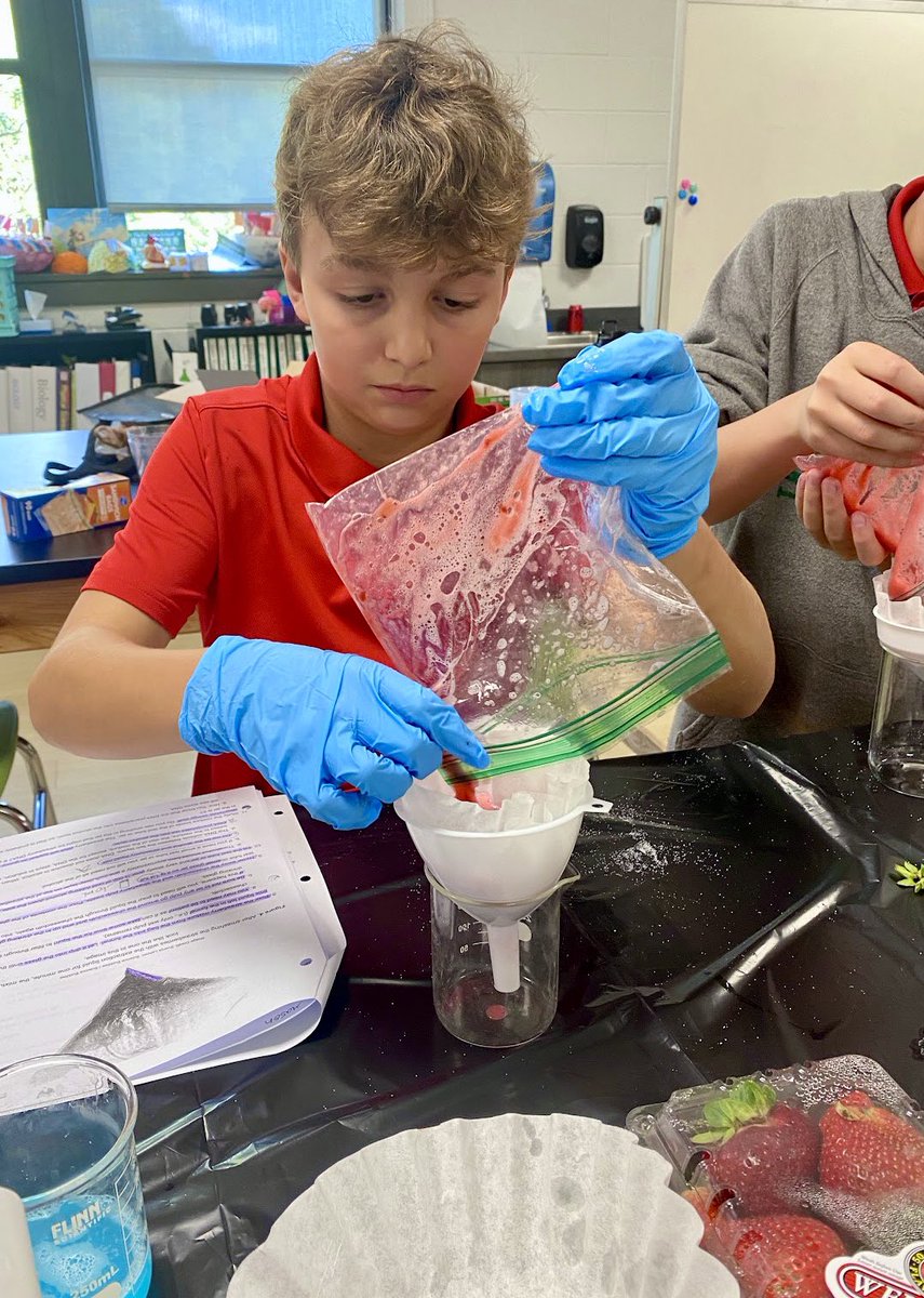 TLScolts's tweet photo. 🧬🔬8th graders had an insightful lab extracting DNA from strawberries, learning about heredity &amp; life’s building blocks. Geneticist Bethany Kelly, a TLC parent, discussed her work in inherited cancers &amp; the role of genetic counselors, helping students learn about genetics. https://t.co/mDrTry56IR