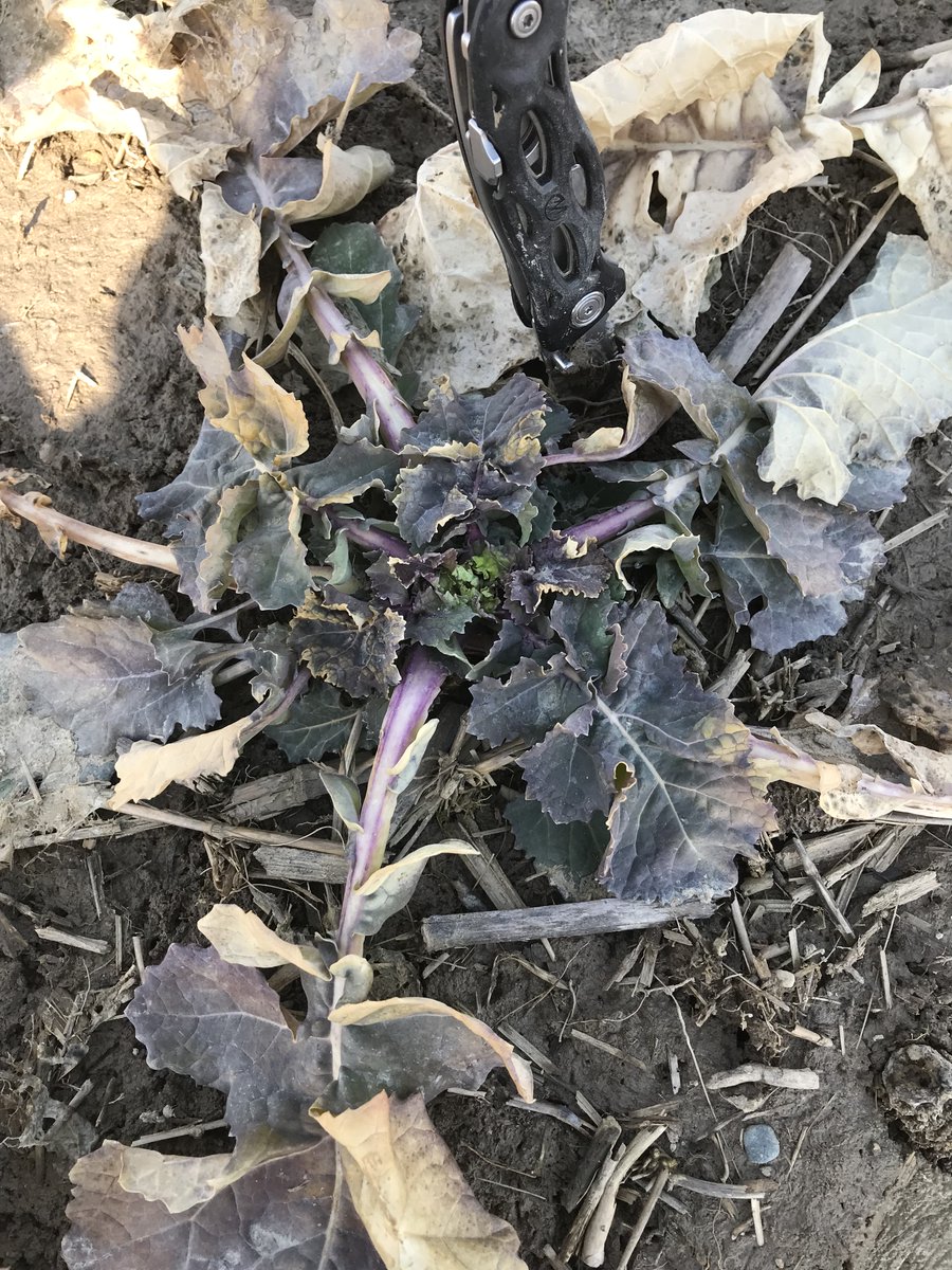 I found it! In the "unorganized photos" folder 🙄
Your winter canola might look like this in March, and there's a great chance it's healthy - note the green at the growing point