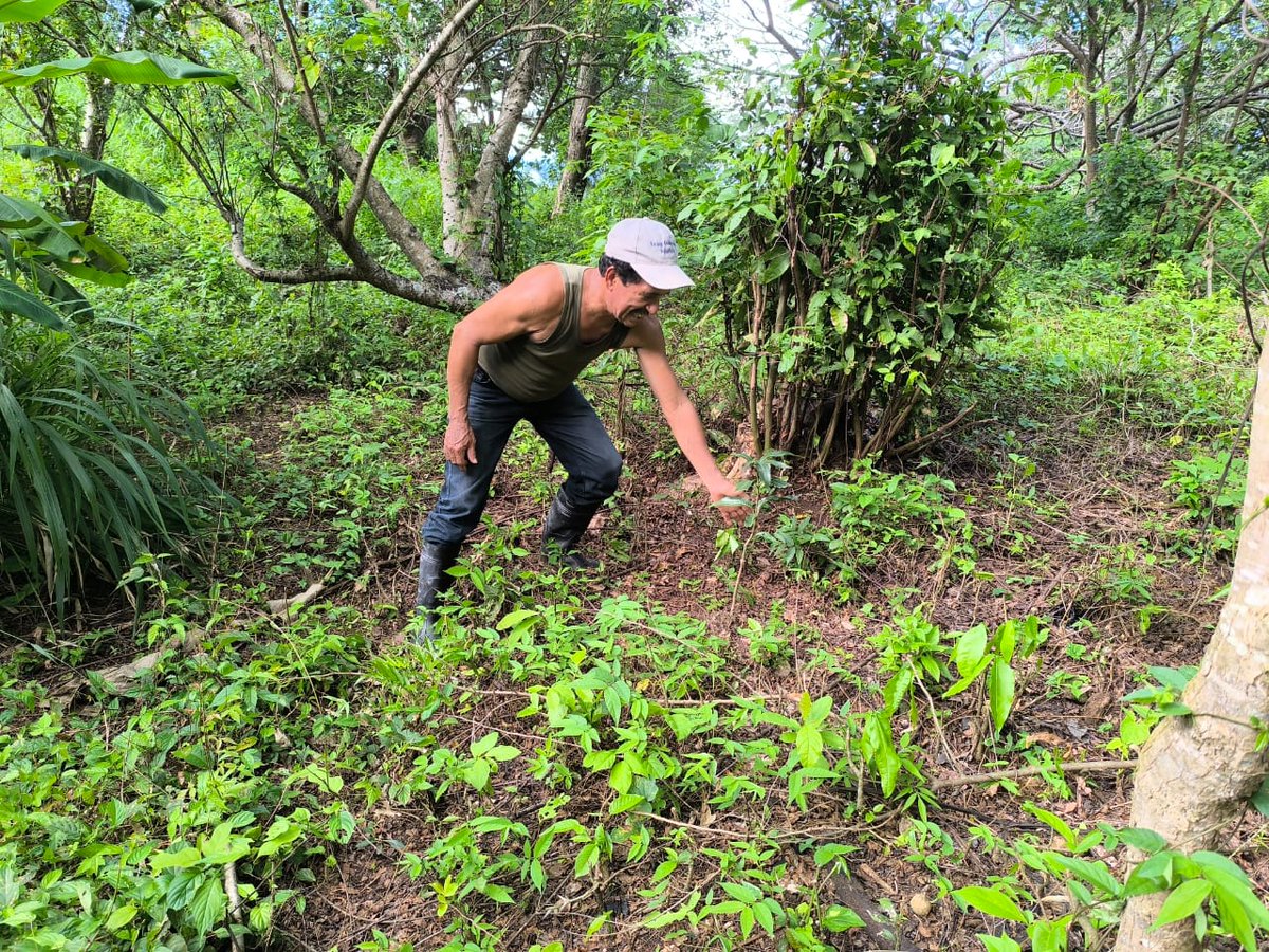 MarenaNicaragua's tweet photo. Llevamos a cabo visita de presencia directa en zonas de incidencia de la Reserva Natural Sierranía de Amerrisque, municipio de Juigalpa, Chontales.
#AmorAlaMadreTierra
#GEF5
#MARENA https://t.co/yjjOlTR6Fa