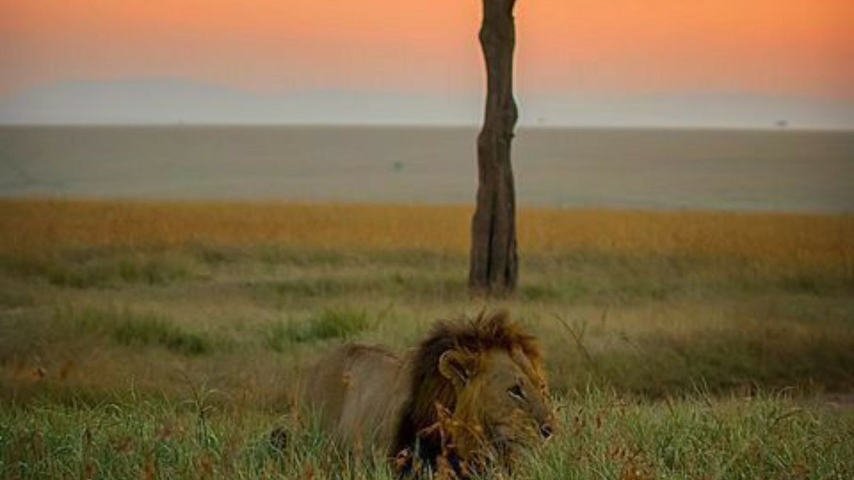 DAYDREAM SAFARIS (@daydreamsafaris) on Twitter photo Another evening in the African Savannah. Book your trip, flight, and road package.
Email us: jambo@daydreamsafaris.com
Call/WhatsApp: +254 715946852
WhatsApp Link - wa.me/message/ADVHRI… Another evening in the African Savannah. Book your trip, flight, and road package.
Email us: jambo@daydreamsafaris.com
Call/WhatsApp: +254 715946852
WhatsApp Link - wa.me/message/ADVHRI…