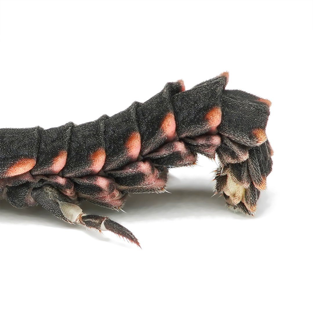 🇬🇧Common glow-worm, Lampyris noctiluca. When the larva moved, I discovered a kind of „adhesive foot“ on the back part of the abdomen. This can be extended as needed. This allows the larva to push itself forwards when moving.

🇩🇪Großer Leuchtkäfer, Lampyris noctiluca. Bei der