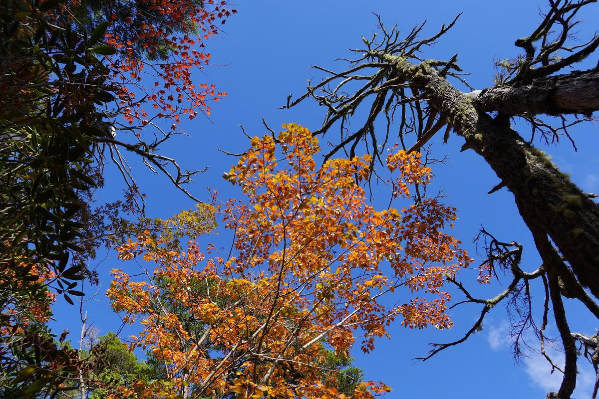 MGWV's tweet photo. 2024/10/11-14
甲武信ヶ岳・国師ヶ岳・金峰山
71代になって初めての合宿です！
山の木々も色とりどりに染まり、秋の訪れを感じることができました。
天気よし！最高のコンディションで合宿を行えました。金峰の山頂からは富士山や南アルプスの山々を眺めることができ、絶景を楽しむことができました！ https://t.co/sgnQ9tinlQ
