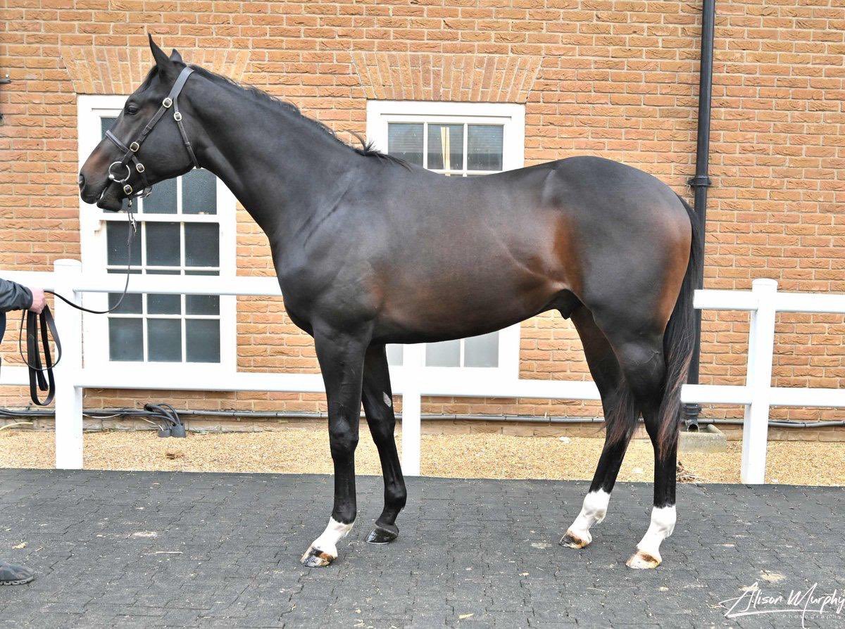 RaceShare's tweet image. We’re delighted to introduce our latest RaceShare100 yearling purchase - a Bated Breath colt to be trained by Andrew Balding 💥 

✅ Out of a dam who has excelled with both her runners to date
💪 A seriously impressive physical individual at the sales
🏆 He has all the attributes…