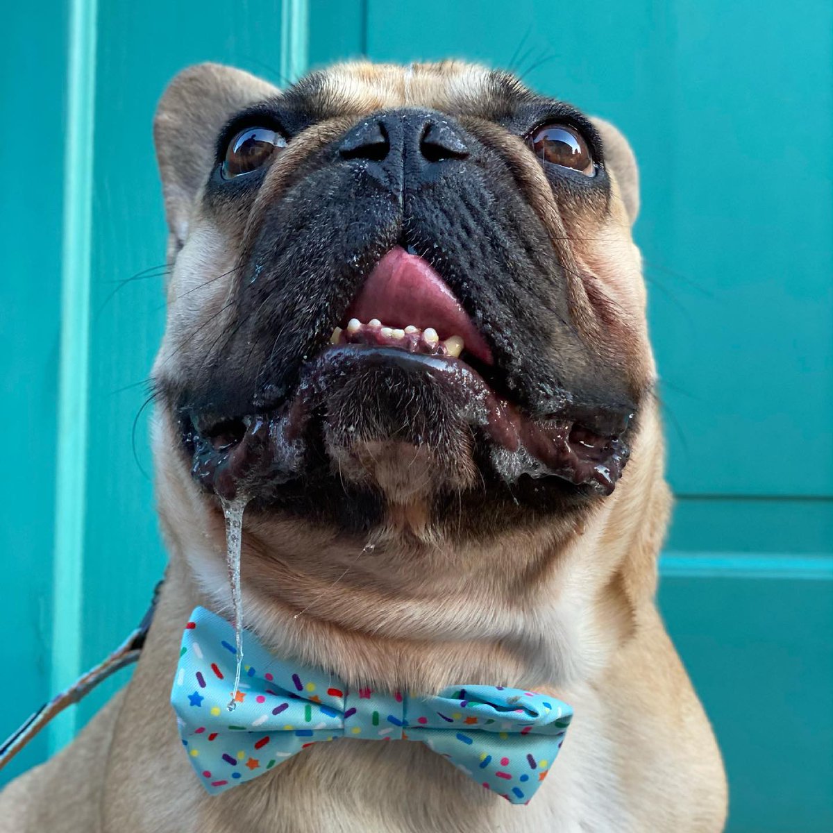 RuffhausNYC's tweet photo. Pug life chose him. This dapper dude's stealing hearts faster than treats. #PugLife #DapperDog #BowTieSwag #DogFashion #CuteDogs
Get the look: https://t.co/87RvLalnRR https://t.co/439fwVmbqN