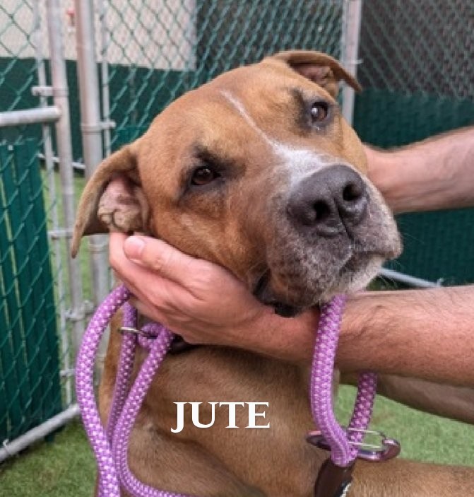 Morgan Fairchild's Dogs tweet media