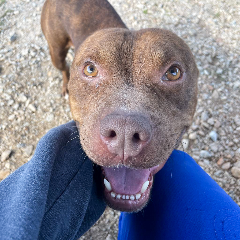 GvlAnimalCare's tweet photo. Meet Kocoum, the pup who'll "paws-itively" play his way into your heart!! He's 3 years old and a big ole baby AND he's this week's #TeamFavorite! He's a chill, snuggly companion who loves scratches. Give him some love, and he'll reward you with endless affection and tail wags. ๐ https://t.co/OVExIGYZyI