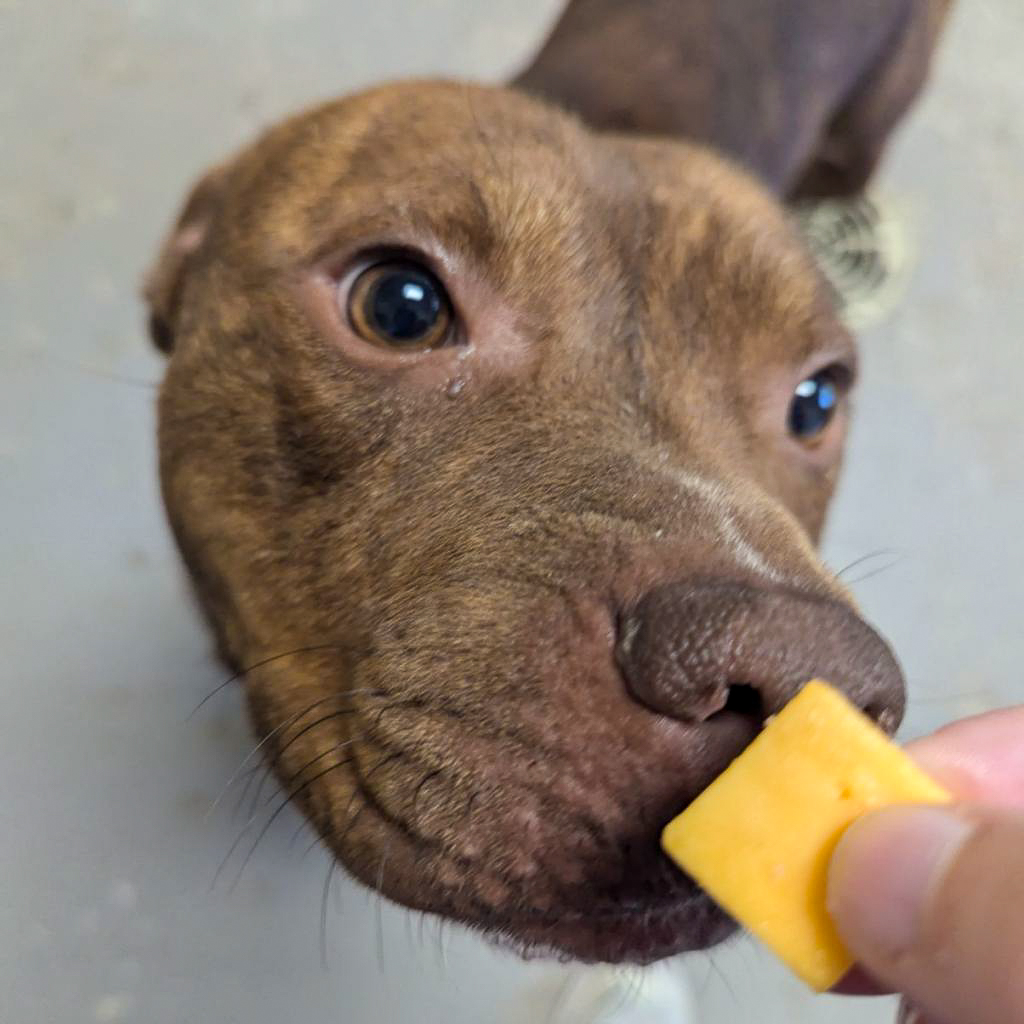 GvlAnimalCare's tweet photo. Meet Kocoum, the pup who'll "paws-itively" play his way into your heart!! He's 3 years old and a big ole baby AND he's this week's #TeamFavorite! He's a chill, snuggly companion who loves scratches. Give him some love, and he'll reward you with endless affection and tail wags. ๐ https://t.co/OVExIGYZyI