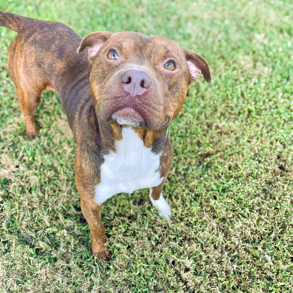 GvlAnimalCare's tweet photo. Meet Kocoum, the pup who'll "paws-itively" play his way into your heart!! He's 3 years old and a big ole baby AND he's this week's #TeamFavorite! He's a chill, snuggly companion who loves scratches. Give him some love, and he'll reward you with endless affection and tail wags. ๐ https://t.co/OVExIGYZyI