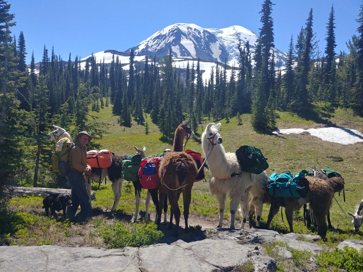 Long summer days = more time to explore the Mount Rainier Region! Backpacking, camping, or just enjoying the view? We’d love to hear your summer stories. 🏞️ Consider submitting a guest blog post. visitrainier.com/guest-blog-gui….