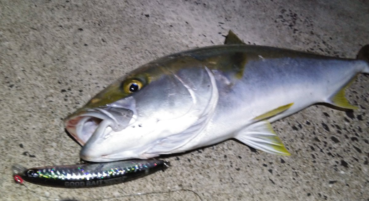 ctk_dm's tweet photo. 昨日のモンスターリベンジならずも、1週間振りの嬉しい釣果✨

98cm、6.9kg

トップに反応せず、
ミノーに3度目のチェイスで足元で喰い上げてきた
ドラグ1ミリも出さずに即納です🤭

最終的に喰わせたチェイスほど嬉しいチェイスはないな✨
しっかり口を使わせる優秀なミノーだね

#RESPECT190F https://t.co/JixxMwQL6u