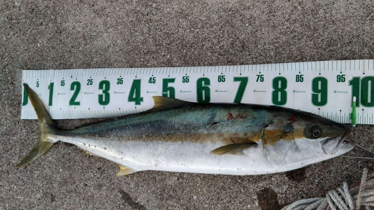 ctk_dm's tweet photo. 昨日のモンスターリベンジならずも、1週間振りの嬉しい釣果✨

98cm、6.9kg

トップに反応せず、
ミノーに3度目のチェイスで足元で喰い上げてきた
ドラグ1ミリも出さずに即納です🤭

最終的に喰わせたチェイスほど嬉しいチェイスはないな✨
しっかり口を使わせる優秀なミノーだね

#RESPECT190F https://t.co/JixxMwQL6u