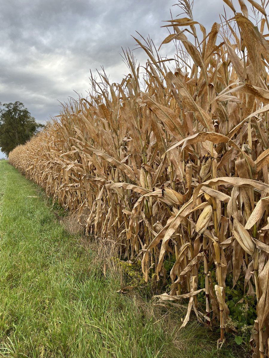 RyanSnobelen's tweet photo. Gorgeous June planted A6580G8 in the heart of Lambton County. Black layered, beautifully intact and looking good 👍 #PRIDEinMyField #ontag https://t.co/LemveUvu1y