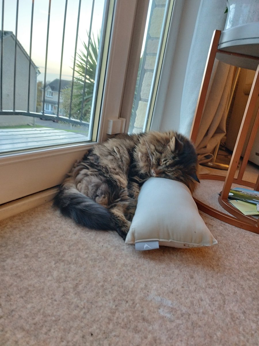 Hanu the Cat tweet media