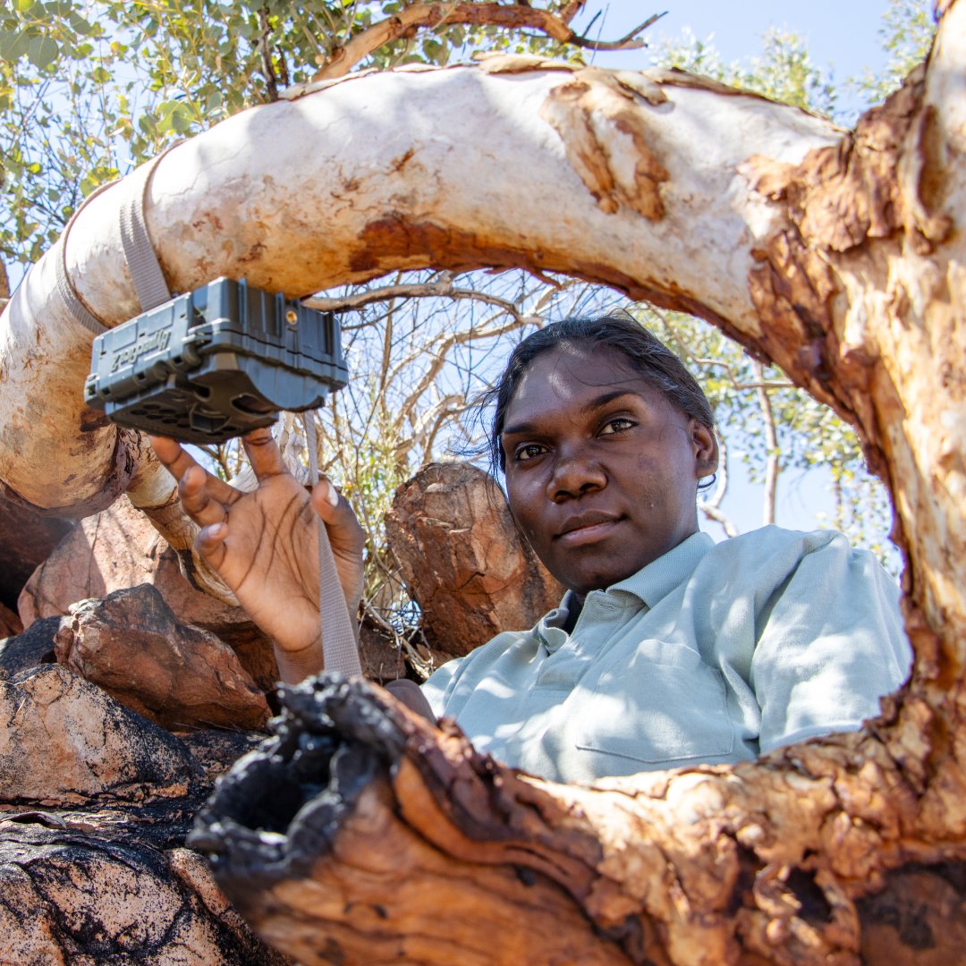 KJMartu's tweet photo. #DidYouKnow #MartuCountry is home to 50% of Western Australia’s and 30% of Australia’s greater bilby recovery sites? #KJMartuRangers play a vital role in conservation. Using #TwoWayScience they set up cameras near bilby burrows to study behaviour and interactions. https://t.co/nXcwlloqyB