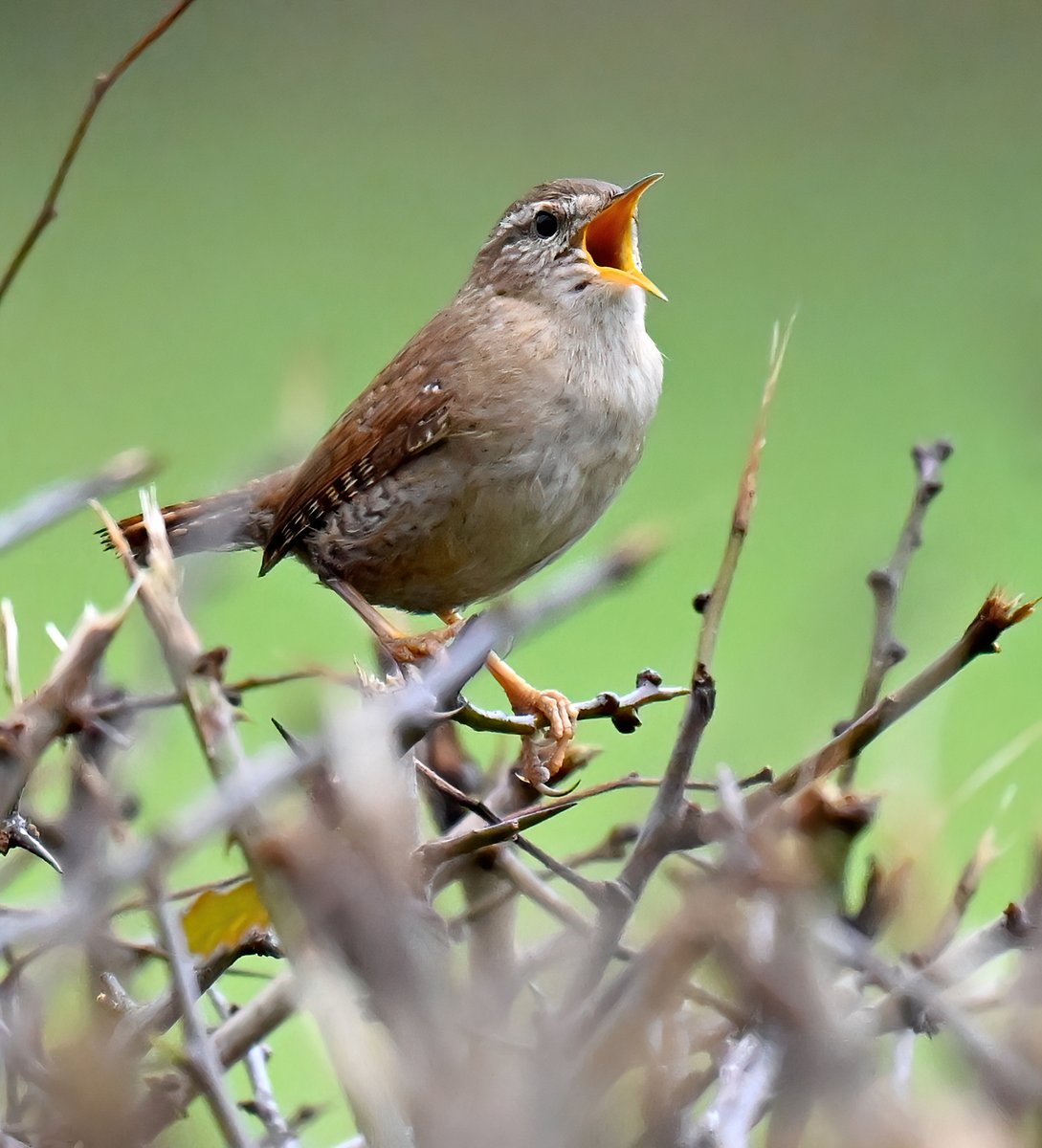 Carl Bovis tweet media