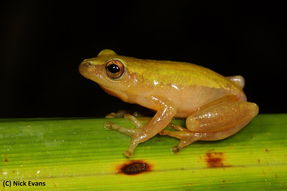 NickEvansKZN's tweet photo. The Endangered Pickersgill's Reed Frog (Hyperolius pickersgilli), which has become fairly well-known due to conservation efforts protecting this coastal, wetland-dwelling species.
Seen while out on a recent frog survey in Ballito, KZN.
#Ballito #KZN #Frogs #frogging #herpetology https://t.co/7D2QZ3ElWe