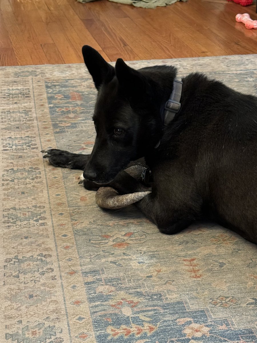 goodgame_K5ATA's tweet photo. Shadow is guarding her chew toy. I guess she figures I might steal it. #dog #huskylab https://t.co/jM5hOlEkXx