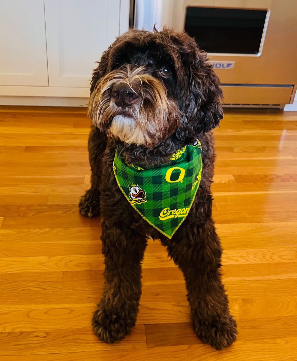 uoregon's tweet photo. We are paw-sitive that these #UODogs will make you smile. 🐾💚 https://t.co/KJ84nM5ur5