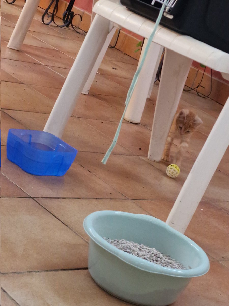Tha_Cooks's tweet photo. Gatita de 1/2 meses en adopción. En Sevilla, podéis mandarme un DM por aquí o si lo preferís, contactarme por instagram @/thacooks. Me ayudáis mucho compartiendo. Muchas gracias ❤️ https://t.co/EiLGFTBBRI