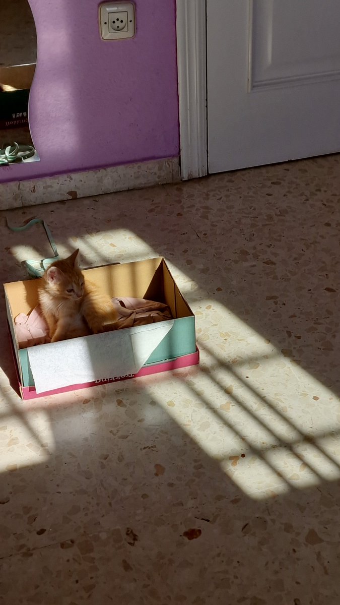 Tha_Cooks's tweet photo. Gatita de 1/2 meses en adopción. En Sevilla, podéis mandarme un DM por aquí o si lo preferís, contactarme por instagram @/thacooks. Me ayudáis mucho compartiendo. Muchas gracias ❤️ https://t.co/EiLGFTBBRI