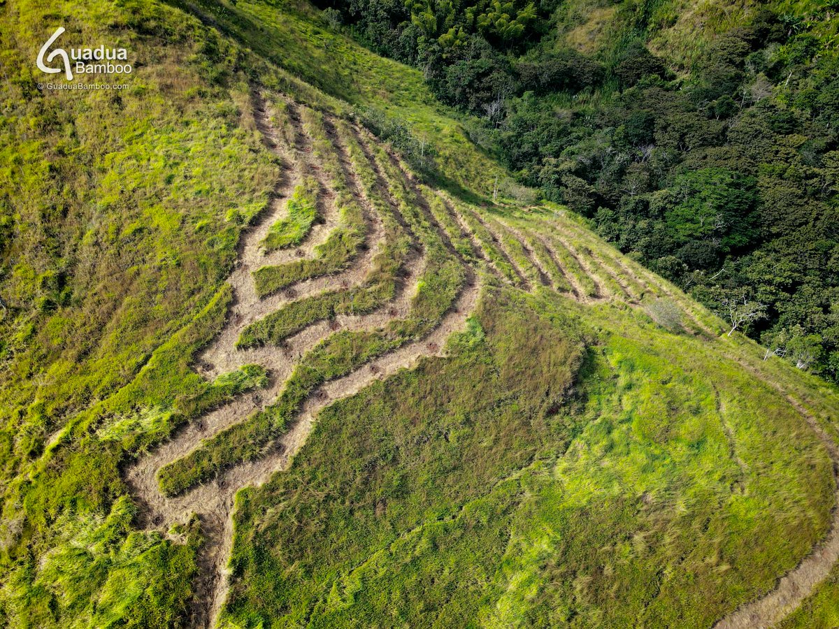🌿 Guadua Bamboo® Reforestation in Colombia. We continue to expand our bamboo plantations, this month we hope to finish planting another 10 hectares of degraded hill side at Hacienda Guadua Bamboo.