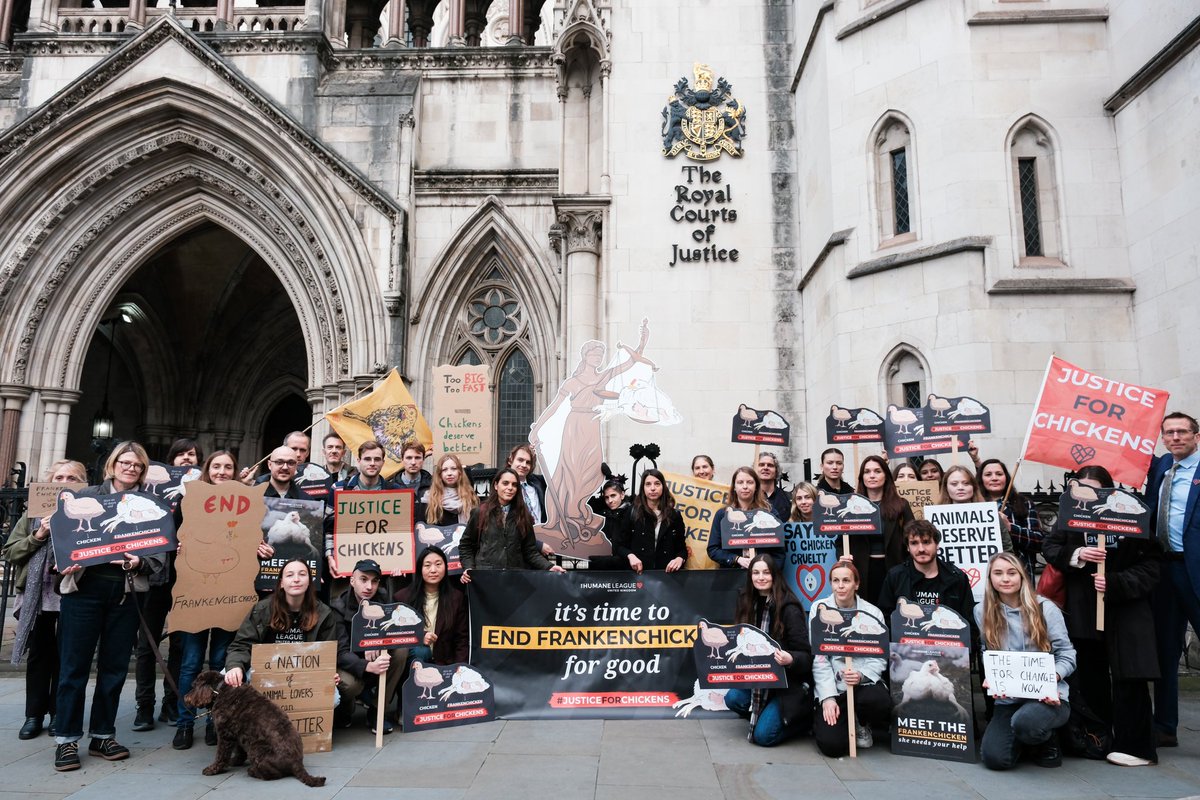 Proud to support <a href="/humaneleagueuk/">The Humane League UK</a> who are arguing that Frankenchickens are illegal in the Court of Appeals. These birds have miserable lives, and suffer from all sorts of diseases and health problems. This is animal cruelty and we shouldn't allow it. #JusticeForChickens