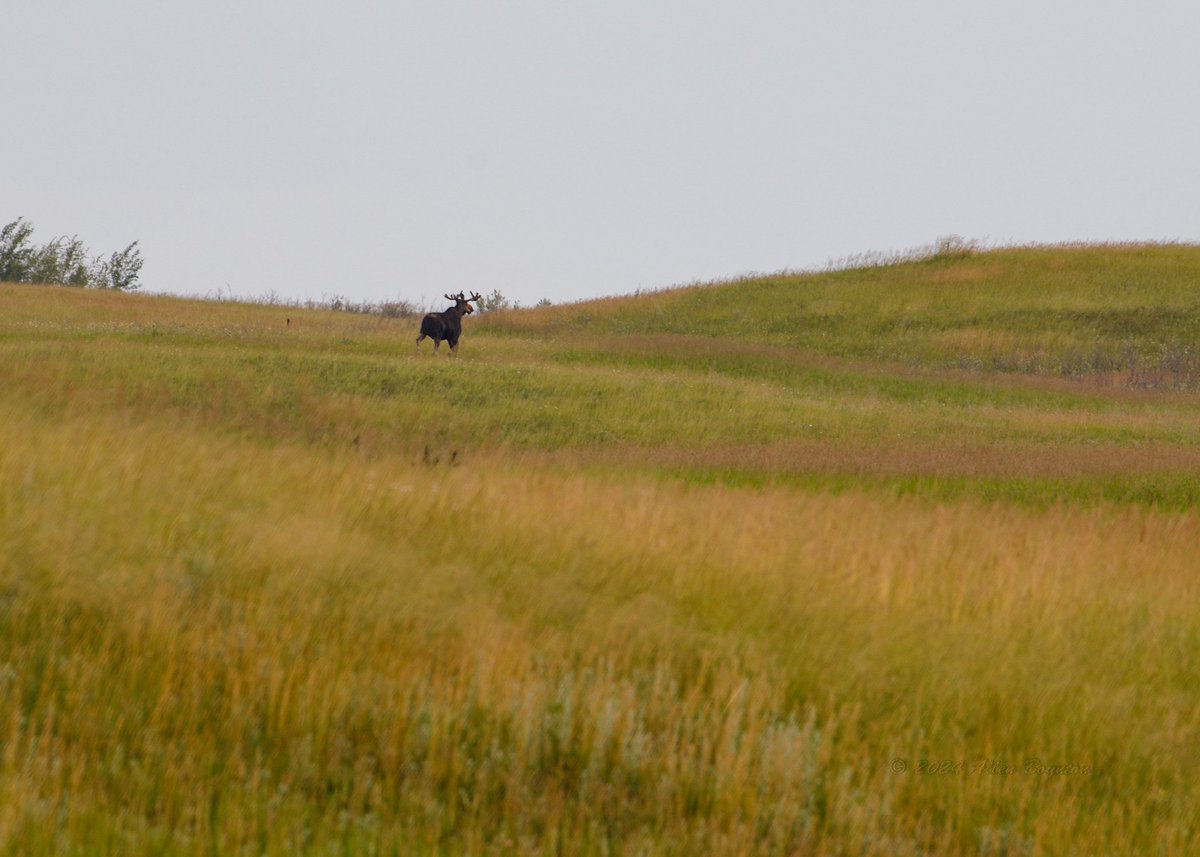 afocusonnature's tweet photo. I never thought I would find a moose on the North Dakota prairie #moose https://t.co/mj5OMFqD8Q